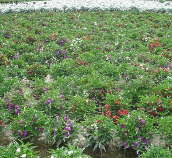 指甲花種子發(fā)芽出苗開花圖片