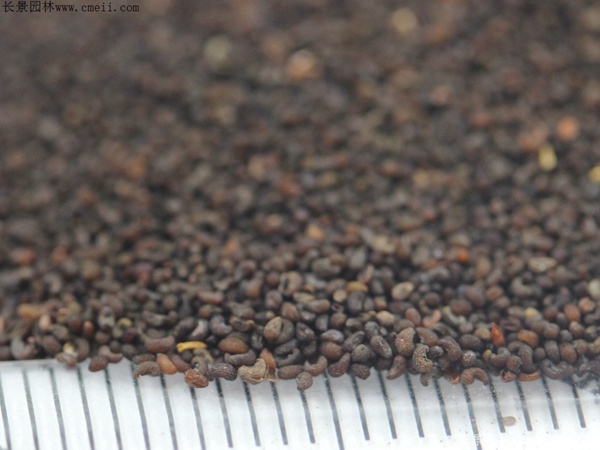 冰島虞美人種子圖片