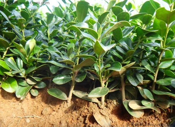 枸骨種子發(fā)芽出苗圖片