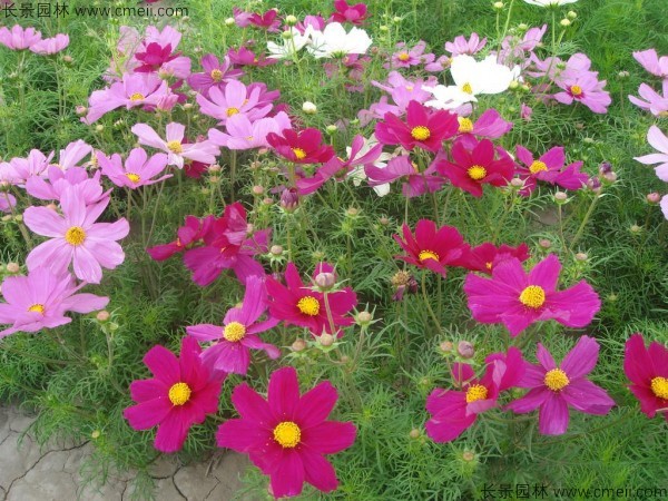 格?；?/></a><br/></td></tr><tr><td>
					名稱【<a href=