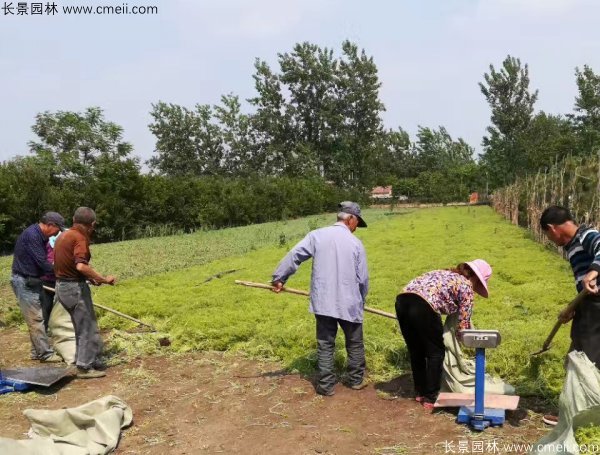佛甲草起苗挖苗現(xiàn)場(chǎng)實(shí)拍圖片 佛甲草起苗挖苗現(xiàn)場(chǎng)實(shí)拍圖片
