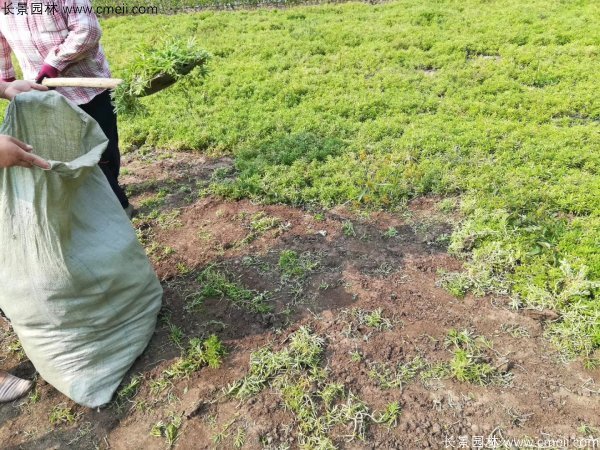 佛甲草起苗挖苗現(xiàn)場(chǎng)實(shí)拍圖片 佛甲草起苗挖苗現(xiàn)場(chǎng)實(shí)拍圖片