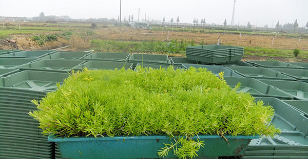 佛甲草屋頂綠化案例 佛甲草屋頂綠化案例