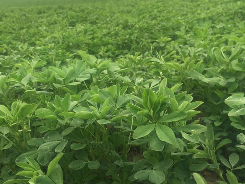 國產(chǎn)苜蓿 國產(chǎn)苜蓿