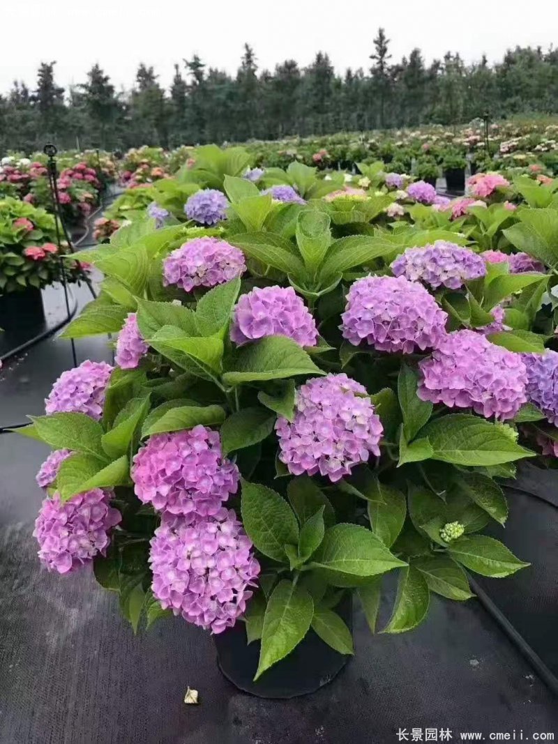 繡球花八仙花圖片基地實(shí)拍 繡球花八仙花圖片基地實(shí)拍