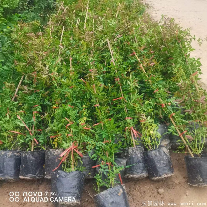 紅花木香苗 紅花木香苗