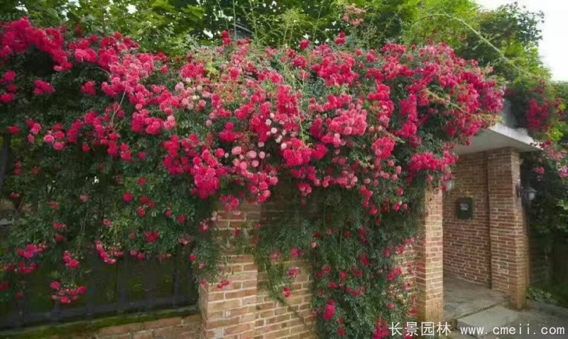 紅花木香苗 紅花木香苗