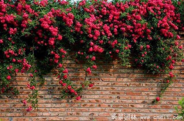 紅花木香苗 紅花木香苗