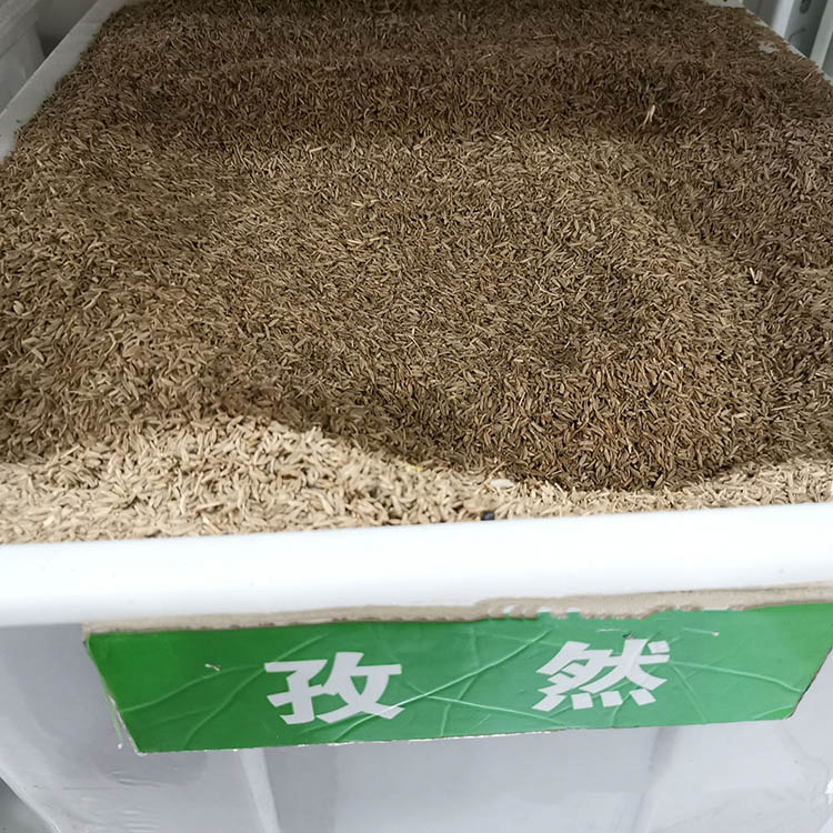 孜然種子 孜然種子