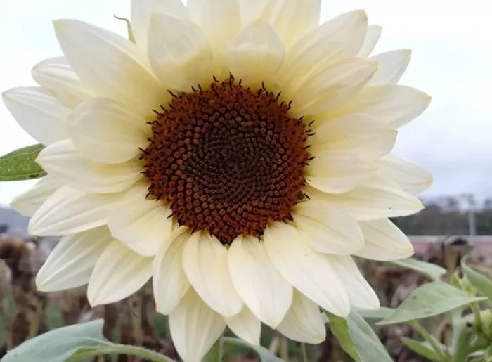 白色戀人系列向日葵 白色戀人系列向日葵