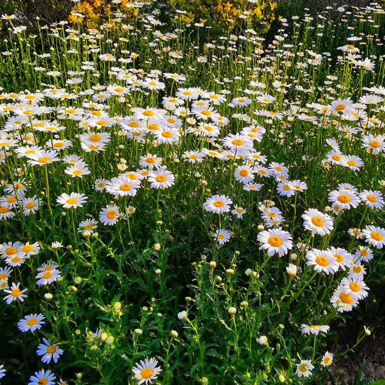 白菊花朵圖片 白菊花朵圖片